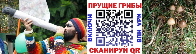купить   Ижевск  площадка телеграм  Псилоцибиновые грибы прущие грибы 